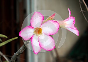 Flower orchids beautiful in Thailand.