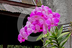 Flower orchids beautiful in Thailand.