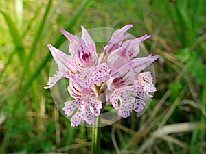 Flower orchids.Orchis tridentata.