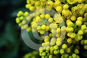 Flower Oregon grape,Flowering Mahonia aquifolium Oregon-grape wi