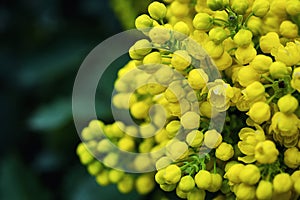 Flower Oregon grape,Flowering Mahonia aquifolium Oregon-grape wi