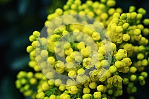 Flower Oregon grape,Flowering Mahonia aquifolium Oregon-grape wi