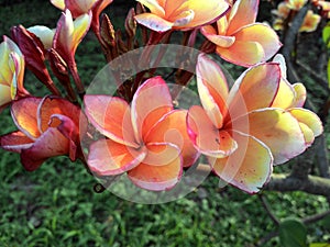 flower orenge photo