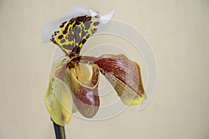 Flower orhidee Paphiopedilum, Venus slipper Paphiopedilum close-up
