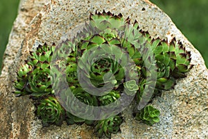 Flower in the ornamental garden photo