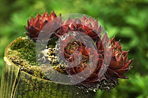 Flower in the ornamental garden photo