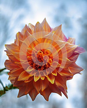 Flower of an ornamental garden plant Dahlia during summer flowering in flower bed