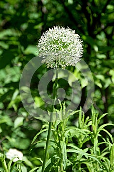 The flower of an ornamental white onion.