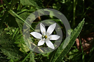 Flower of Ornithogalum umbellatum, in the garden.