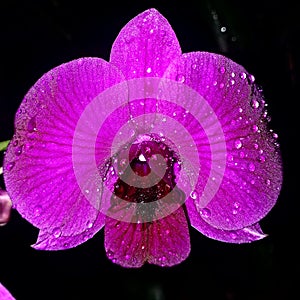 Flower OrquÃÂ­dea Water Drop