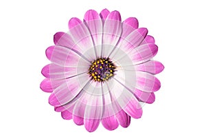 Flower of osteospermum photo