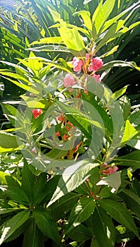 flower in the otdoor so beautiful