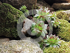 Flower outgrowing of a stone wall
