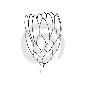 Flower outline icon