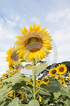 Flower outstanding in a sunflower field.