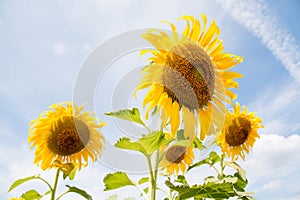 Flower outstanding in a sunflower field.