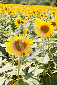Flower outstanding in a sunflower field.