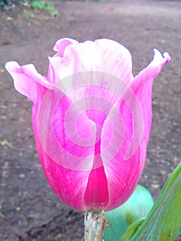 Flower outstandingly