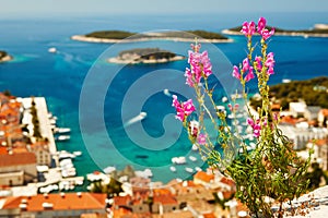 Flower over the harbor in Hvar town