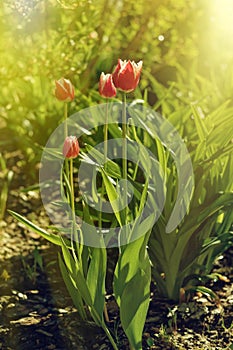 Flower over nature background