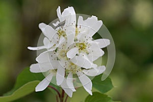 Flower of a Pacific serviceberry, Amelanchier alnifolia