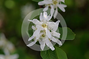 Flower of a Pacific serviceberry, Amelanchier alnifolia