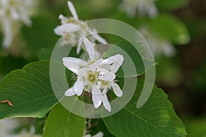 Flower of a Pacific serviceberry, Amelanchier alnifolia