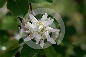 Flower of a Pacific serviceberry, Amelanchier alnifolia