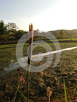 A flower with paddy field