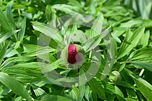 Flower Paeonia Lactiflora in Bloom Close Up Portrait