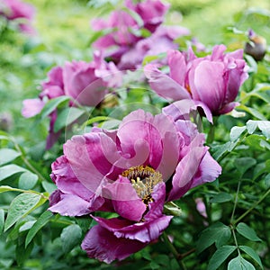 Flower Paeonia suffruticosa