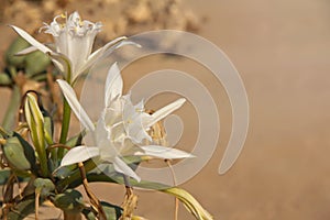 Flower of Pancratium maritimum