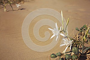 Flower of Pancratium maritimum