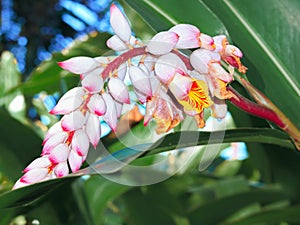 Flower panicle of an Alpinia zerumbet photo