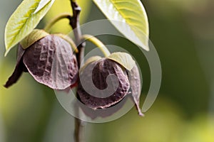 Flower of a Papaw tree photo