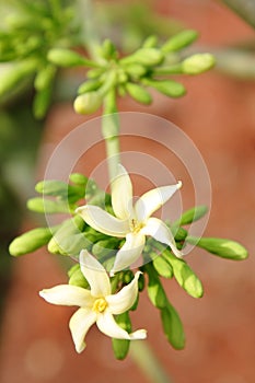 Flower of papaya fruit