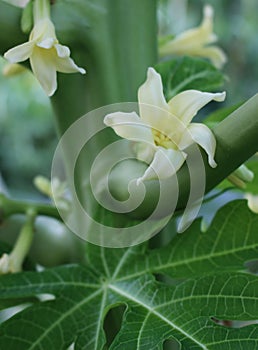 Flower of the Papaya Tree