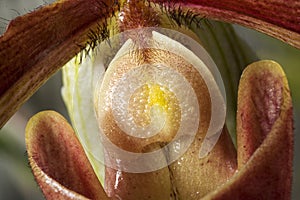 Flower of Paphiopedilum 'king arthur alex' photo