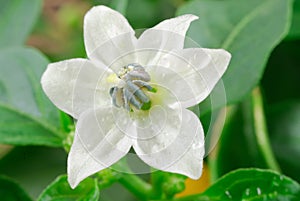 Flower of paprika