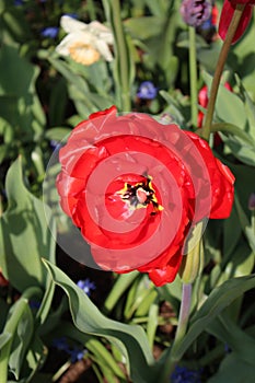 The flower paradise Keukenhof in the Netherlands.