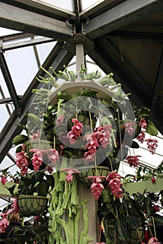 The flower paradise Keukenhof in the Netherlands.