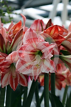 The flower paradise Keukenhof in the Netherlands.