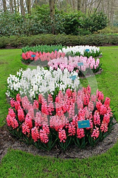 The flower paradise Keukenhof in the Netherlands.