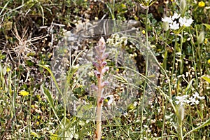 Flower of the parasitic plant Orobanche pubescens