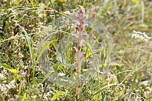 Flower of the parasitic plant Orobanche pubescens