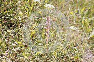 Flower of the parasitic plant Orobanche pubescens