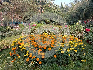 Flower Park view taken from sarat sadan auditoriums flower Park in Howrah district India state West Bengal