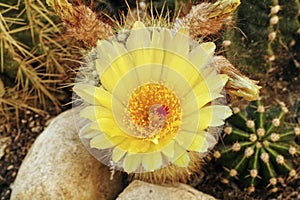 Flower of parodia scopa