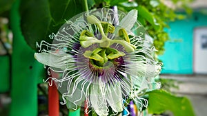 Flower of Passiflora edulis Sims or Passion Fruit, Jamaica honey-suckle