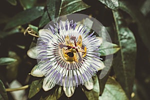 Flower of passiflora, known also as the passion flowers or passion vines, on the background of green leaves